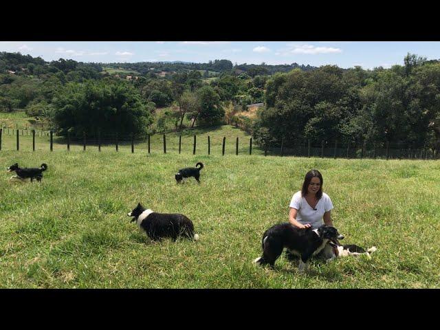 O cachorro mais inteligente do mundo - Border Collie