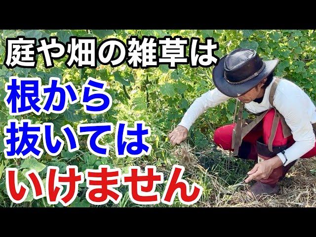 こういう草取りをしてる方は今すぐやめて下さい　　【カーメン君】【雑草退治】【雑草対策】【初心者】