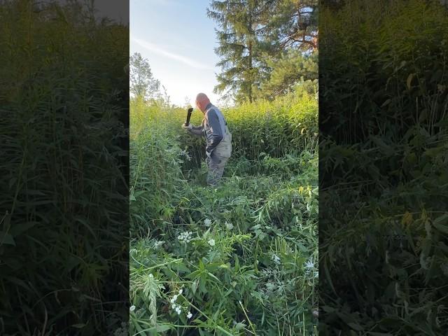 БЕЗ МАЧЕТЕ НИКАК ) ДОЛГАЯ ДОРОГА ДО ПРУДА  #деревенскаяжизнь #жизньвдеревне #жизнь #заросли