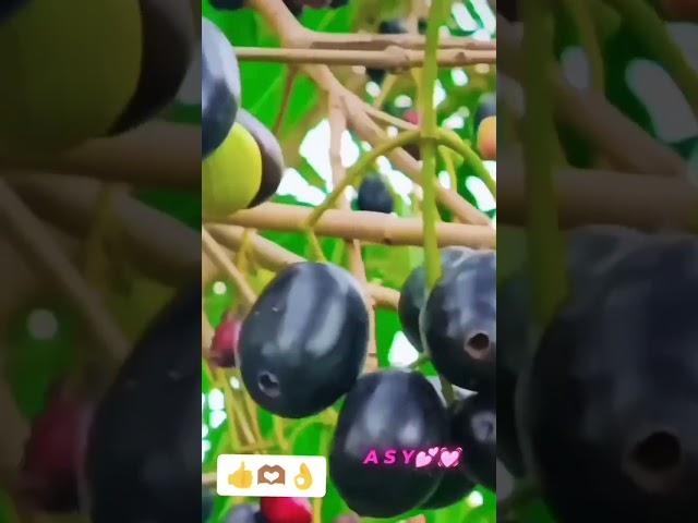 Akhilesh Kumar Yadav entertainment ️
