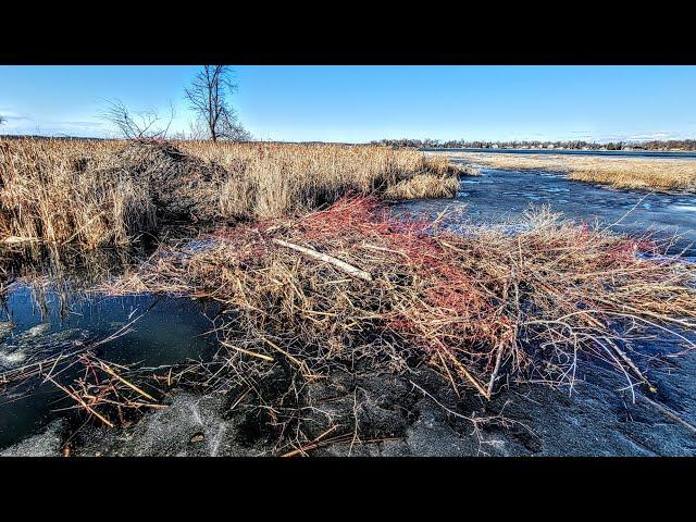 Someone Already Trapped This Beaver Lodge! (Can't Win Em All)