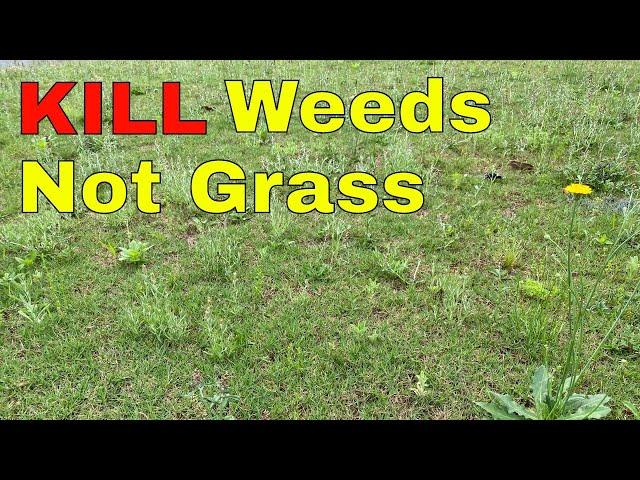 [How to KILL WEEDS] in Your Lawn WITHOUT KILLING the GRASS