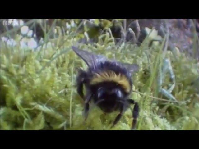 Clever Queen Bumble Bees | Life In The Undergrowth | BBC Earth