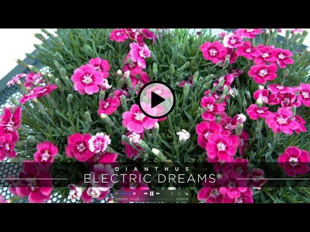 PlantHaven Hot Selection Video - Dianthus ELECTRIC DREAMS®