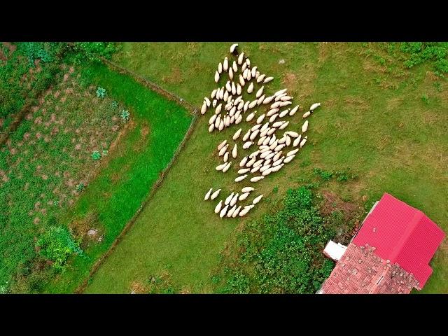 Drone Footage - Ordu Kumru Düzoba Yaylası