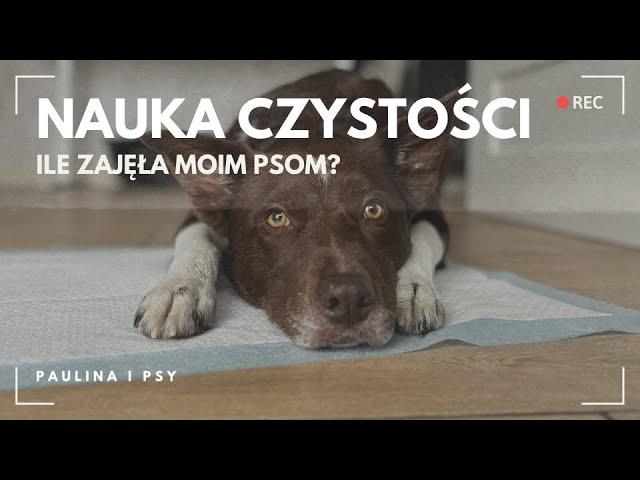 NAUKA CZYSTOŚCI: ILE CZASU ZAJĘŁA MOIM PSOM? CZY UŻYWAŁAM KUWETY LUB PODKŁADÓW? | PAULINA I PSY