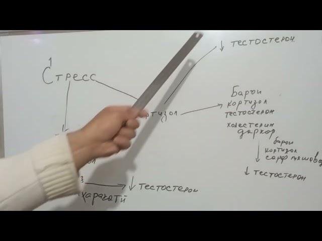 Истаравшан .Асабй шудан. Таьсири стресс ба  гормони тестостерон.