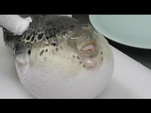 The veteran chef who has 35 years experience cleans puffer fish.