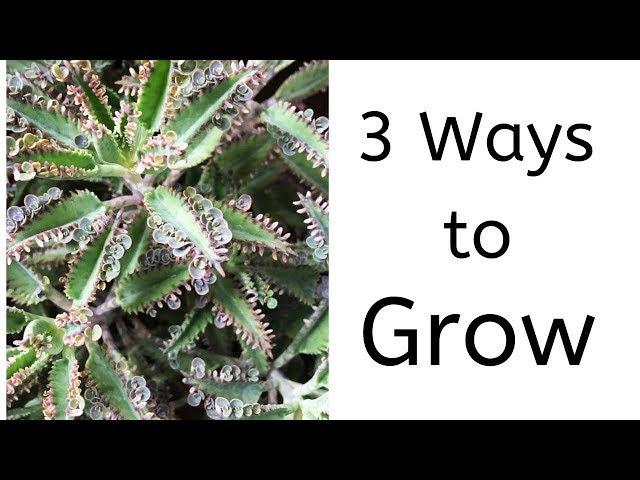 3 Ways to Grow kalanchoe Daigremontiana || Mother of Thousands