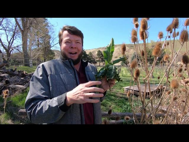 Teasel is Tremendous Medicine!!! [Quick Herbal Overview]