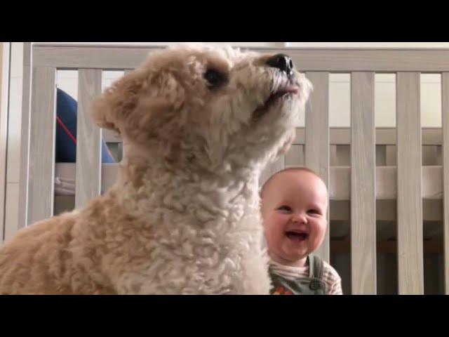 Adorable Baby finds pure joy in watching her mom play with the dog || WooGlobe