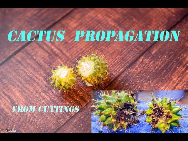 Cactus Propagation - How to propagate cactus from cuttings