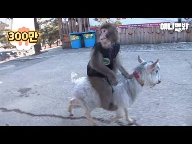 Monkey Rides On A Goat's Back 'Cause They're So Close