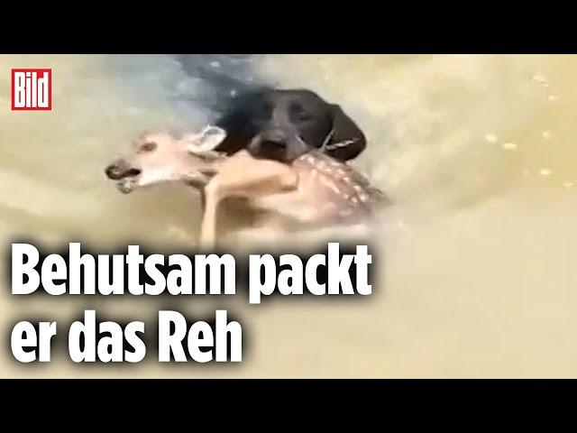 Mutiger Retter: Ein Hund holt Rehkitz aus dem Wasser