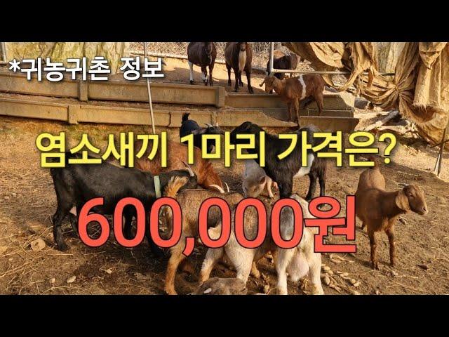 귀농귀촌 정보)염소새끼 1마리 가격은? 600,000원