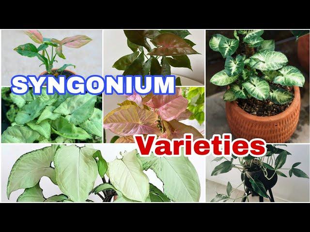 25 Syngonium Varieties | Types of Arrowhead Plants