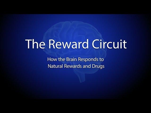 The Reward Circuit: How the Brain Responds to Natural Rewards and Drugs