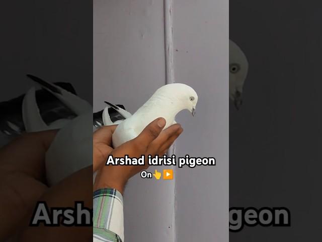 Top Indian pigeons ! #youtubeshorts #pigeonvideo #pigeonstatus