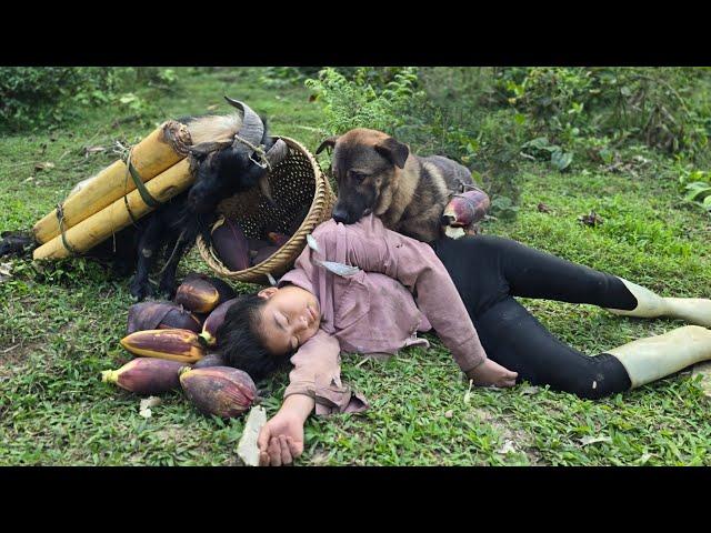 JVietnamese girl and her smart dogs and goats lost in the forest - ha thi muon
