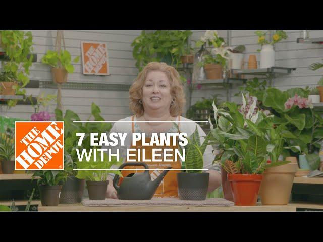 7 Easy Indoor Plants with Eileen | Indoor House Plants | The Home Depot