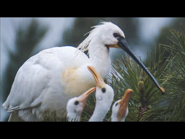 The ballet of migratory birds and the hidden life of wild lands