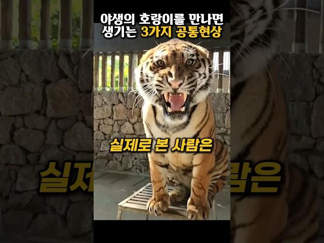 야생의 호랑이를 만나면 벌어지는 일