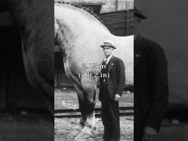 Largest Horse In History 