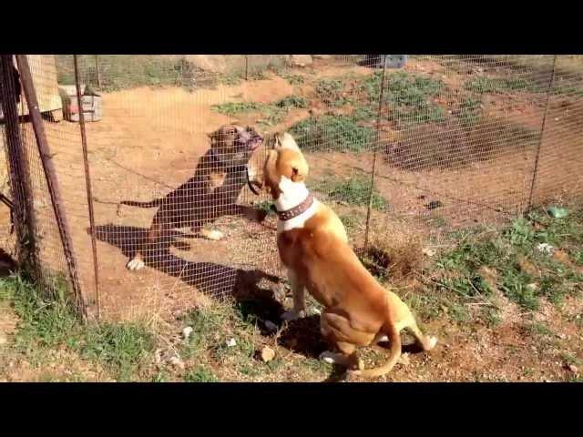 pitbull fight