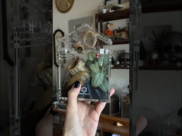 Let’s build a jumping spider enclosure #shorts #ad #jumpingspider