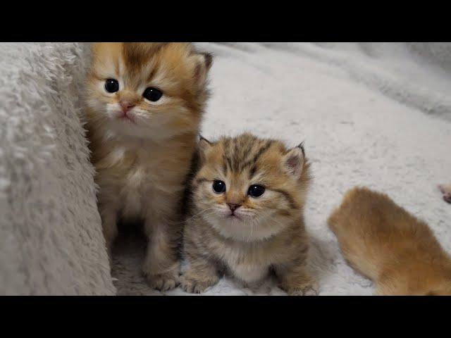 Kittens Choco and Latte are about to escape the birth box!