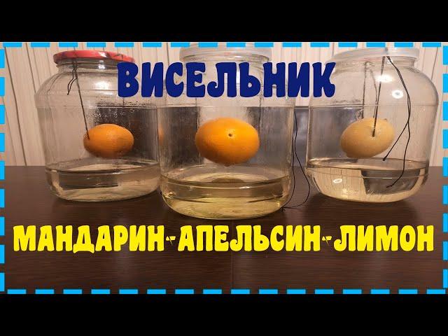 ВИСЕЛЬНИКИ НА ЦИТРУСАХ. ДЕГУСТАЦИЯ, РЕЦЕПТ, ТЕХНОЛОГИЯ!!!