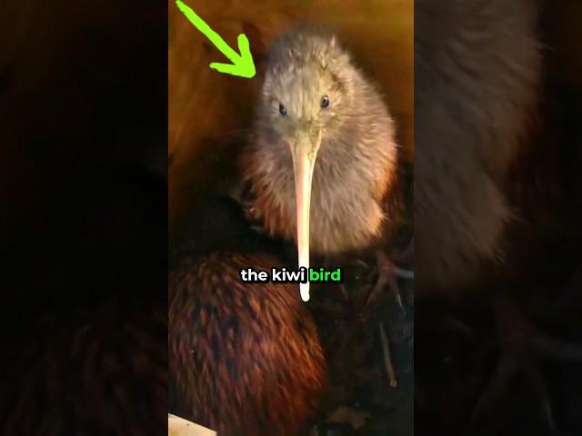 Kiwi or Bird? The Night Hunter 