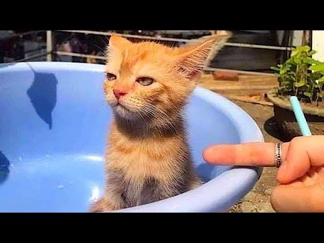 New Funniest Cats And Dogs Videos  Best Of The 2024 Funny Animal Videos  - Cutest Animals Ever