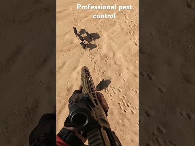 Professional pest control of invasive species. #aerialshooting #conservation #feralhogs