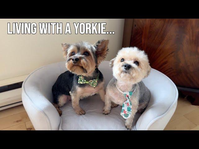 You know you live with a Yorkie when...