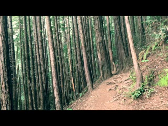 Redwood - San Francisco