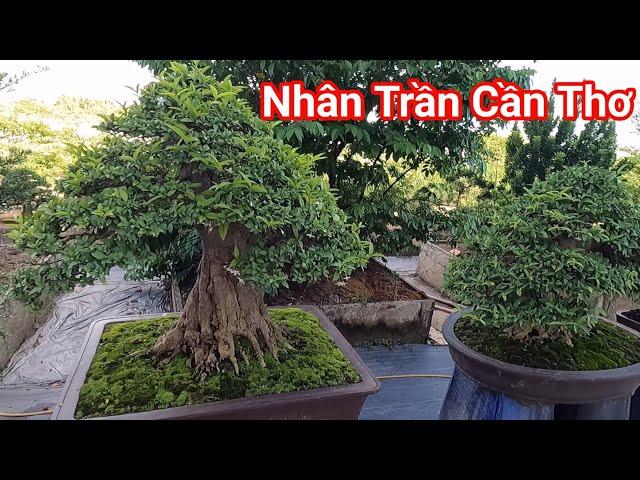 Đạt giới cảnh tạo Bonsai đỉnh cao của Nghệ Nhân Trần ở huyện Cờ Đỏ TP. Cần Thơ