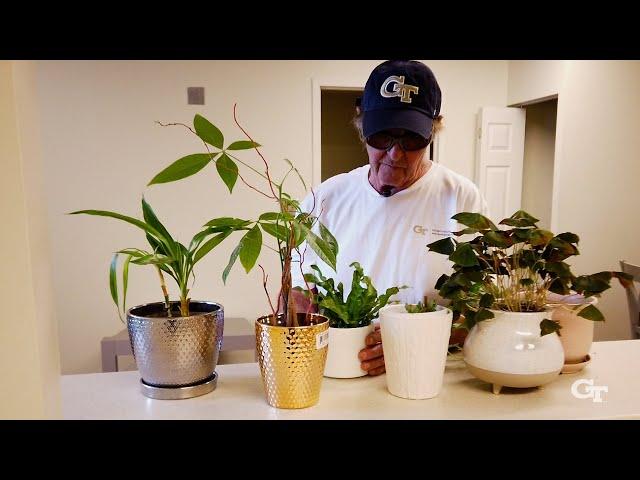 Tech Lawn and Garden: Taking Care of Houseplants