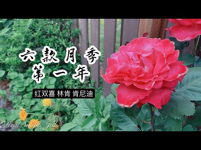 【花卉推荐7】六种玫瑰月季初体验 | 红双喜 林肯先生 肯尼迪 亚美利加 艺术家 樱桃帕妃 | 杂交茶香 丰花月季 巨花月季 藤本月季 | Real Simple Jill