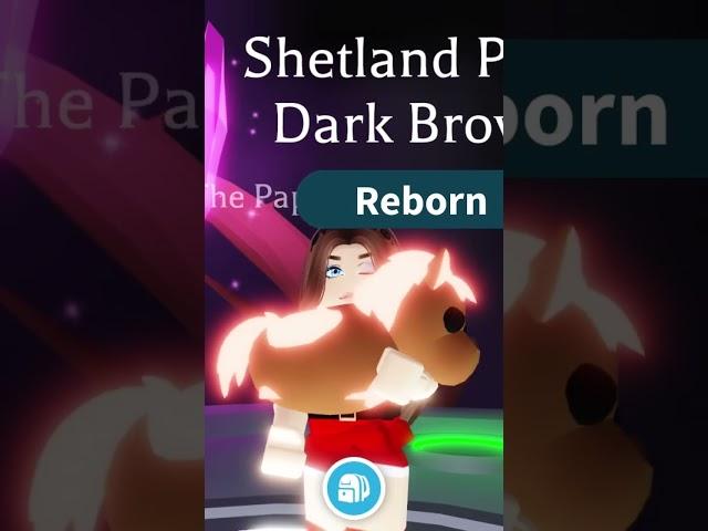 Making a Neon Brown Shetland Pony from Adopt Me Christmas Update #adoptme #roblox #robloxadoptme