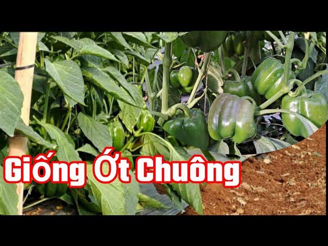 Giống Ớt Chuông Các Màu,Cây Trồng Kinh Tế