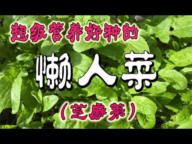 芝麻菜种植 - 营养好种的懒人菜 (火箭菜）how to grow rockets