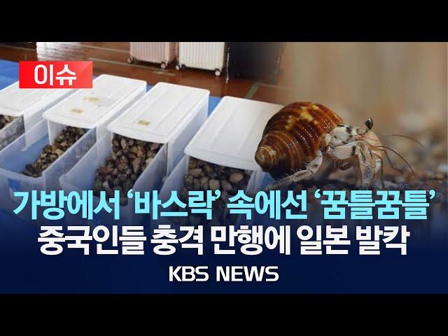 [이슈] 보호종 '소라게' 5천 마리 밀반출 하려다 적발된 중국인…일본 섬 '발칵'/2025년 6월 21일(토)/KBS