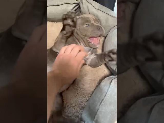 Растёт бегемот, Мелвин и лежак #питомниксобак #americanbully
