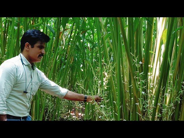 DOCTOR AGRI - NEMATODE, BORER, SCALES, MITES CONTROL.