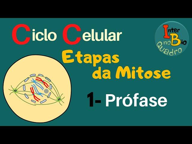 Ciclo Celular: Etapas da Mitose - Prófase ("Fase inicial")