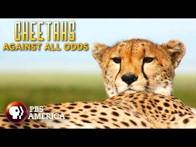 Cheetahs Against All Odds FULL SPECIAL | PBS America