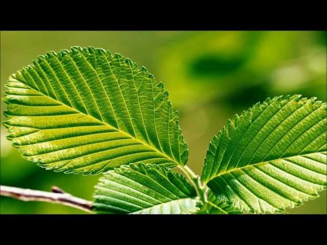 Green Relaxation ~ Meditation Music with Nature Sounds