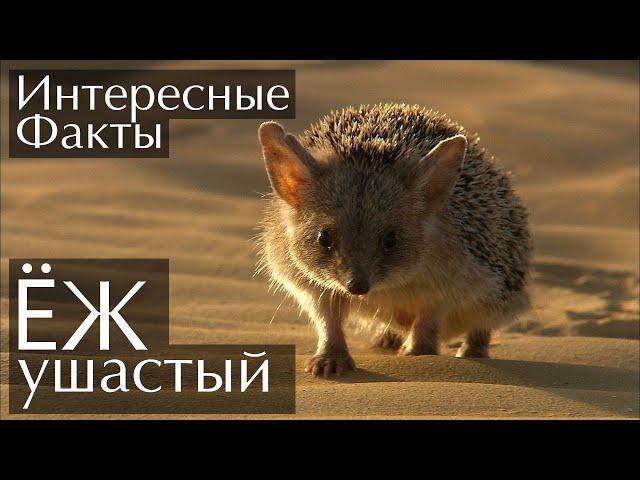 Ушастый Ёж - интересные факты