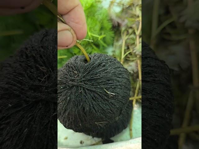 Nuôi cá bảy màu trong lu